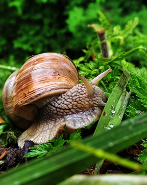 snail on a green grass