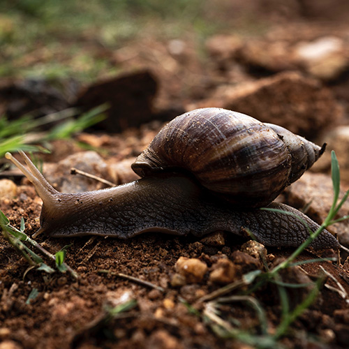 snail on soil with some rocks in background