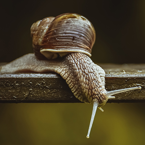 snail on a wet wood