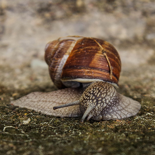 a giant bush snail on aconcrete surface
