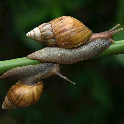 two giant snails on a leaf stem that is bent sideways. one is on the top while the other at the bottom