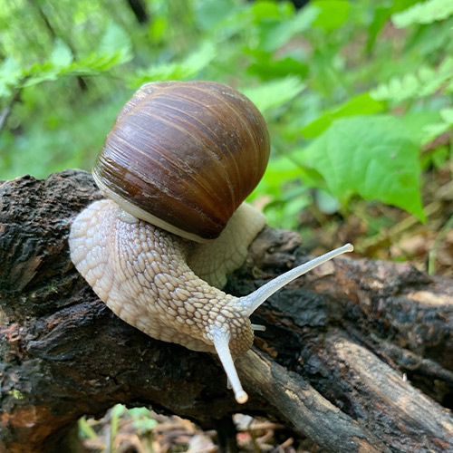 Giant bush snail on a dead three stem