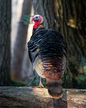 a black and brown feathered turkey standing on a falling log of wood